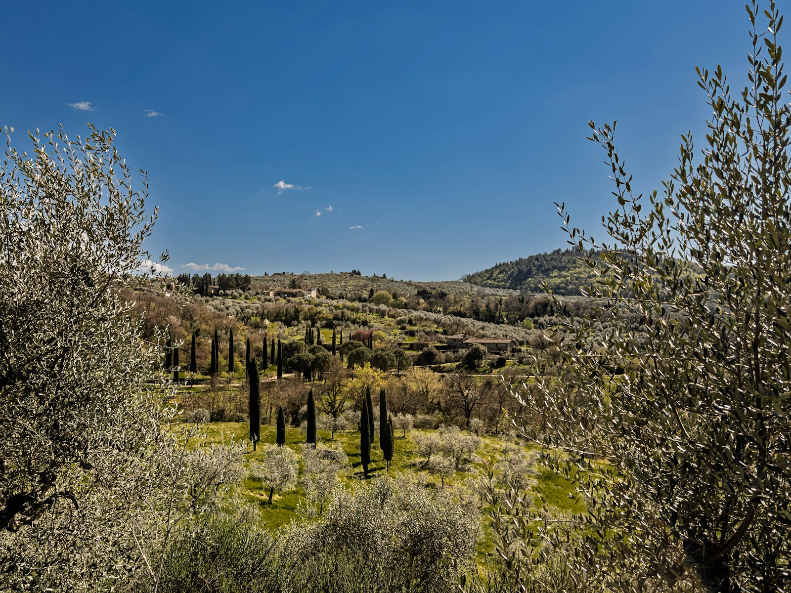 Rolling Tuscan hills with cypress trees and olive groves